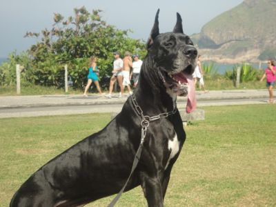 FILHOTES DE DOGUE ALEMAO