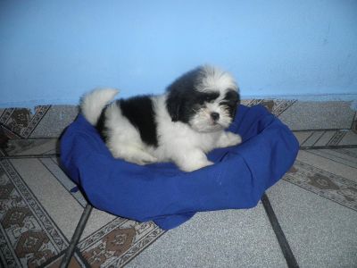 Filhote de Lhasa Apso