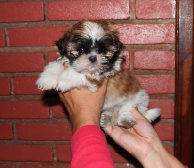 Canil puppy of life- vd filhotes shih tzu-SP