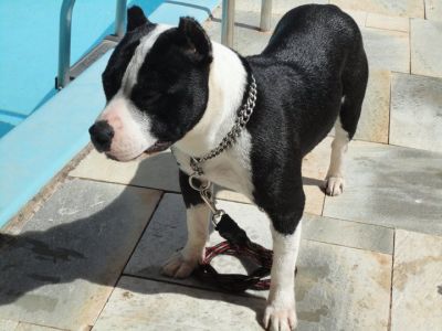 Vendo filhotes de American Staffordshire Terrier