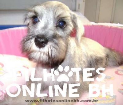 Schnauzer  - Canil Filhotes On Line BH
