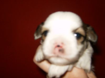 Lindos Machos de Lhasa de excelente linhagem