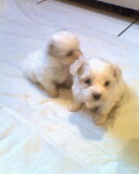 maltes de bolso,lindos filhotes