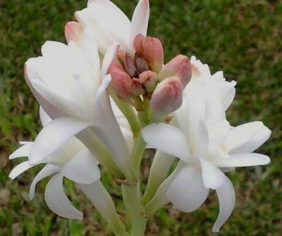 TERAPIA FLORAL