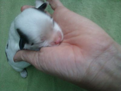 LHASA APSO machos lindissimos