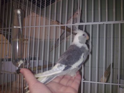 Calopsitas filhotes e casais formados