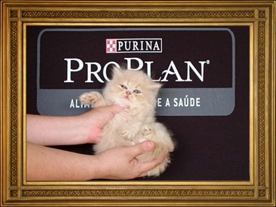 Gatinhos persas e himalaios