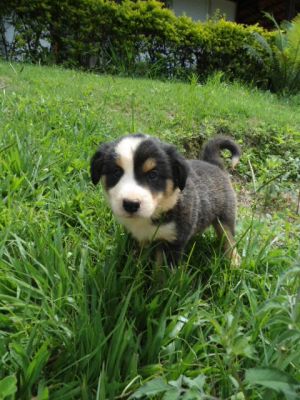 LINDOS FILHOTES DE BORDER COLLIER