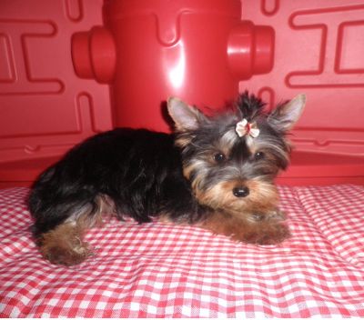 Yorkshire Fêmea - 7 meses