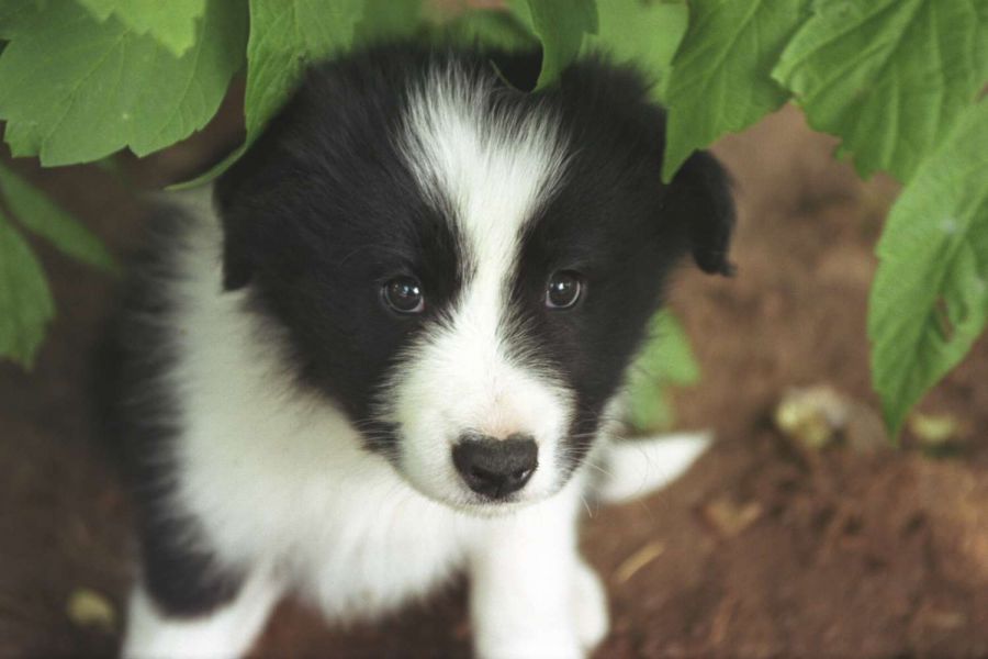 Filhotes de Border Collie à venda em SP e ABC.