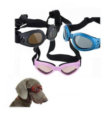 Dog RayBan Proteção UV  
