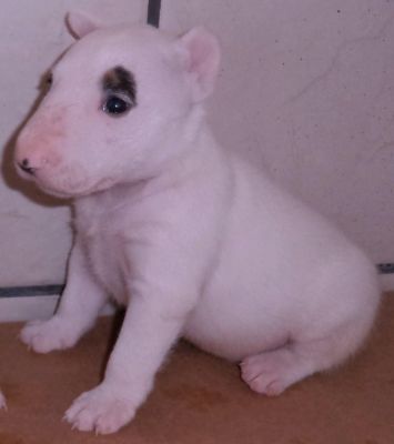 BULL TERRIER Mini