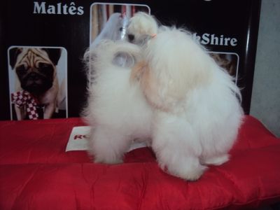 tenho lindos filhotes de maltes para reserva