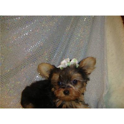 X-Mas Yorkshire Terrier Masculino E Feminino Para Adopção