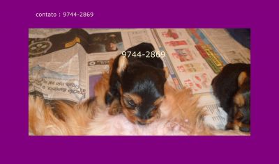 filhotes de yorkshire com pedigree