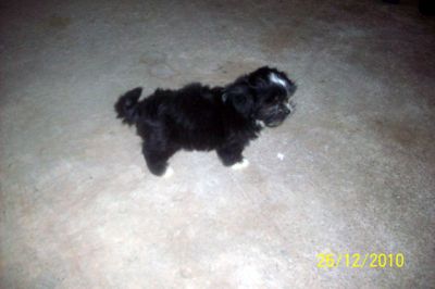 Filhote de Lhasa Apso
