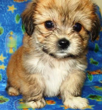 Venda, Filhote, lhasa apso, Porto Alegre,