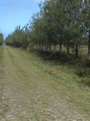 BARBADA 2 TERRENOS A MENOS DE 50 METROS DO MAR POR $75.000.00