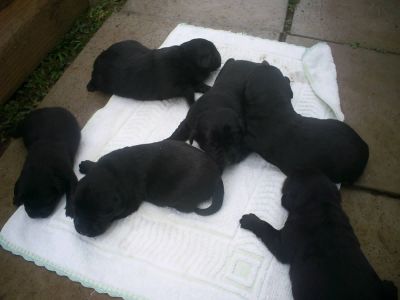 PEQUENO PLANTEL DE LABRADOR