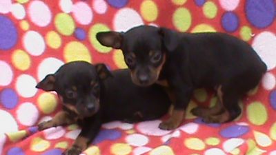 BASSET TECKEL EM 10X SEM JUROS NO CARTÃO