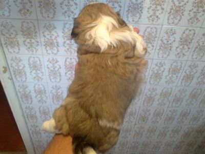 shih tzu disponivel para reserva 8599 7359 tim 