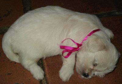 Vendo filhote de Lhasa Apso