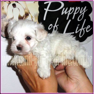 Vendo filhotes maltes micro