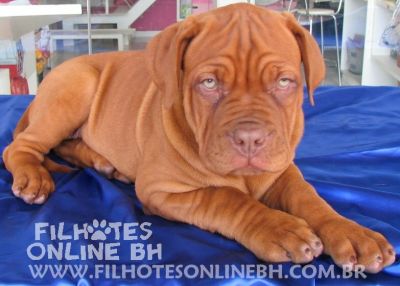 Dogue de Bordeaux - a venda - Canil Filhotes On Line