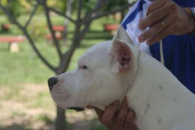 Dogos Argentinos linhagem de campeões mundiais de beleza. R$1.500