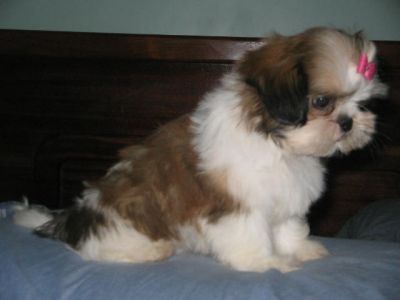 Maltes, Shih Tzu e Yorkshire -Canil 3 Ypês