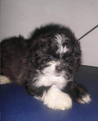Filhotes de Lhasa Apso Macho 