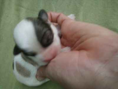 LHASA APSO machos lindissimos