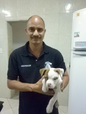 adestramento e hospedagem de cães
