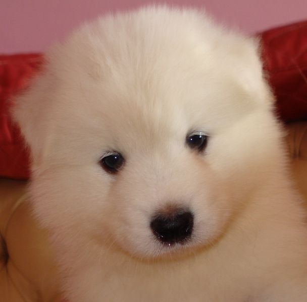 Filhotes de Samoieda para Reserva