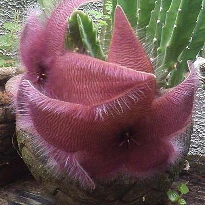 Mudas e Sementes de Plantas Medicinais e Ornamentais