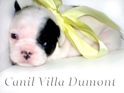 Bulldog Frances - Filhotes a venda