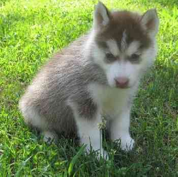 husky siberiano