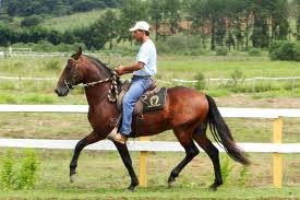 Égua Mangalarga mineira Marchador com potro.