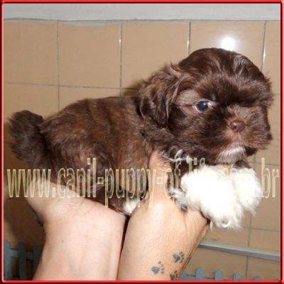 Canil puppy of life- vd filhotes shih tzu
