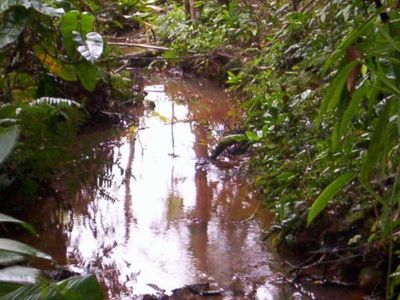 BELA ÁREA COM 2 ALQUEIRES COM NASCENTE E RICHO - COD: 416