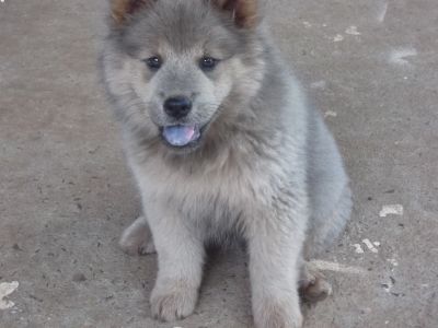 lindos filhotes de chow chow disponiveis