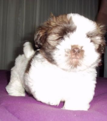 shih-tzu menor porte 3.5kg branco e chocolate SP 11-2279-7645