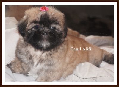 lindos filhotes de shi tzu