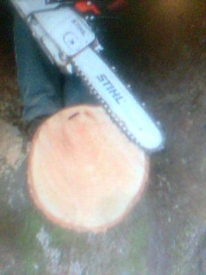 CORTE DE ÁRVORE E REMOÇÃO (011 ) 2303-5217/ 7303-3441 /6557-9589/8621-3420