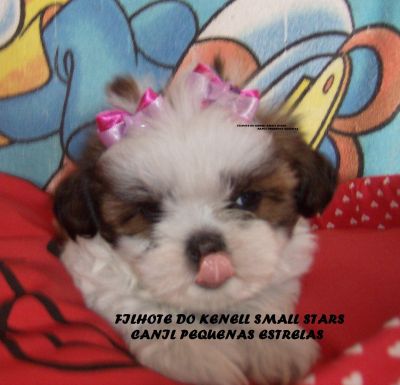 shih-tzu preço inacreditavel macho