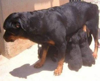 Filhotes de Rottweiler Porte  Europeu