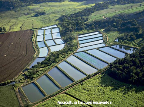 Tecnofish - Curso de piscicultura, criação de peixes em tanque rede, pesque pague