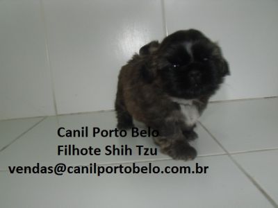 Filhote Shih Tzu Fêmea - Garantia de vida em contrato - Entregamos agora!!