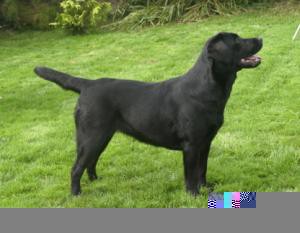 Lindos filhotes de Labrador, filhos e netos de campeões! R$800