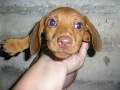 Teckel; basset; cofap 